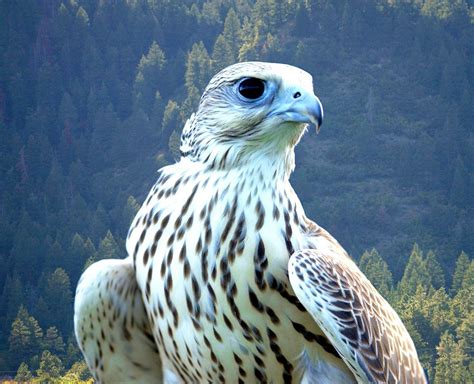 Weiße Falcon 